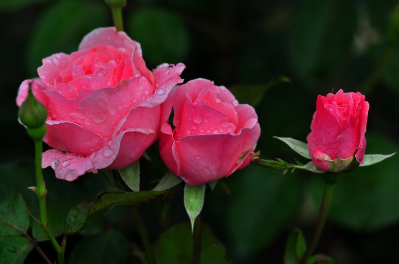 雨后的月季花图片(20张)