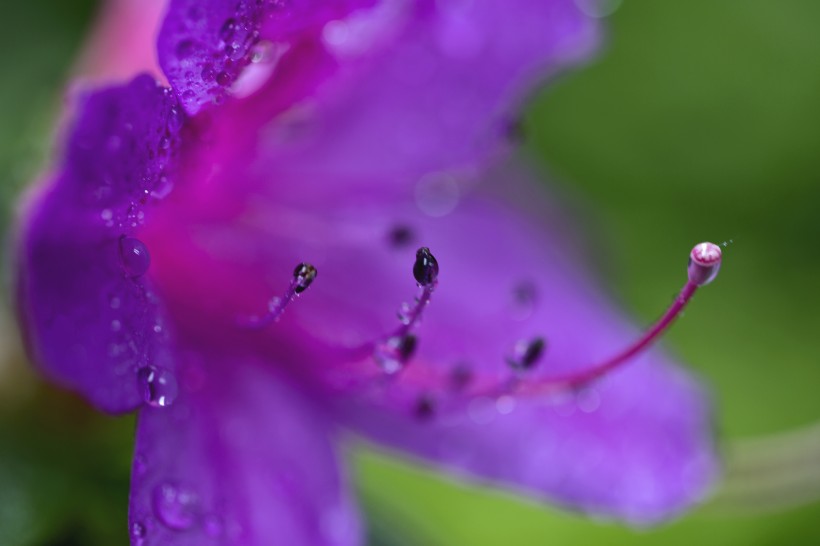 雨后杜鹃花图片(15张)