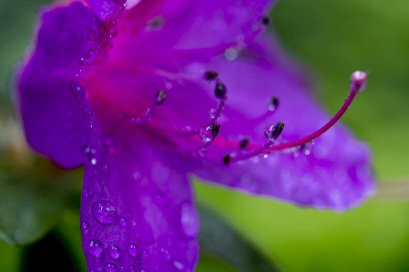 雨后杜鹃花图片(15张)