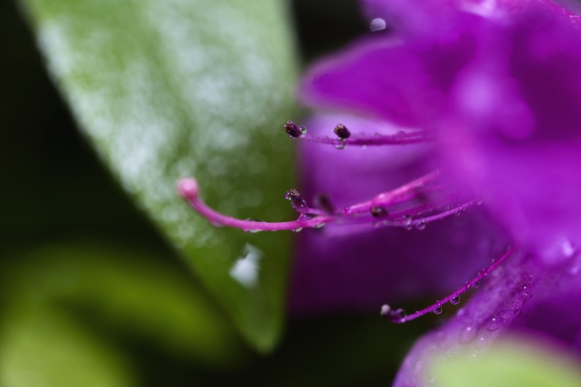 雨后杜鹃花图片(15张)