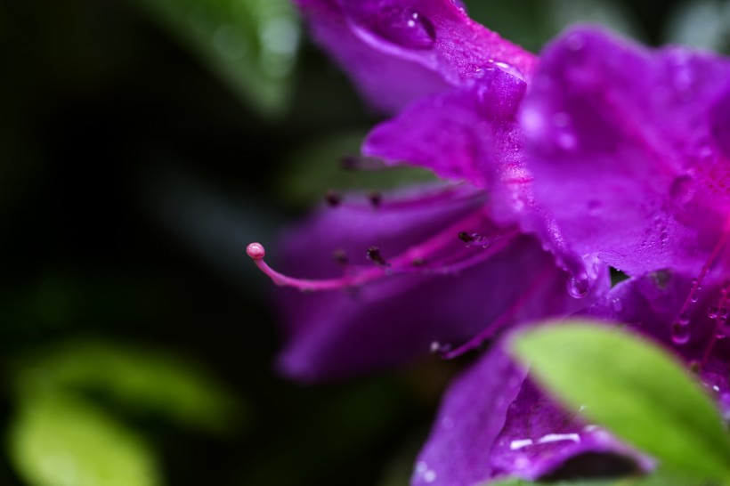 雨后杜鹃花图片(15张)