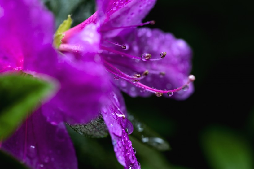 雨后杜鹃花图片(15张)