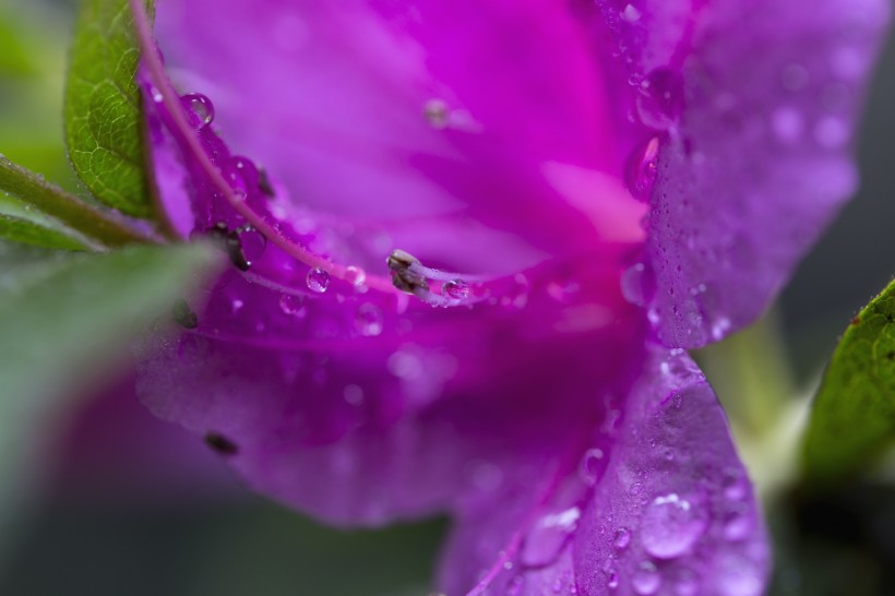 雨后杜鹃花图片(15张)