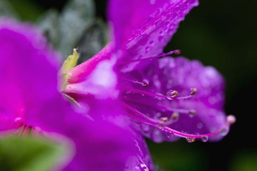 雨后杜鹃花图片(15张)