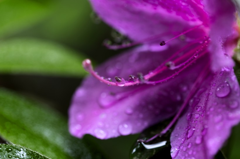 雨后杜鹃花图片(15张)