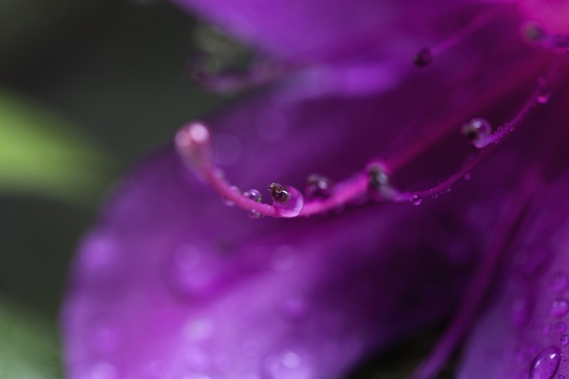 雨后杜鹃花图片(15张)