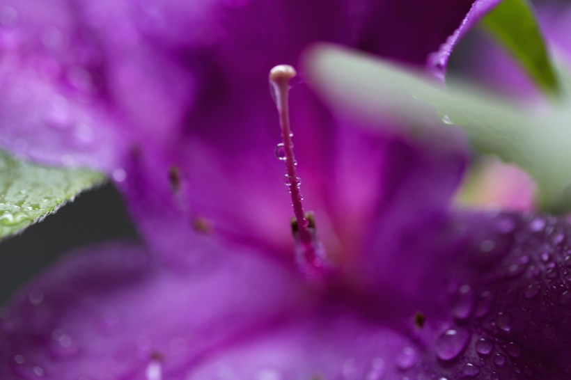 雨后杜鹃花图片(15张)