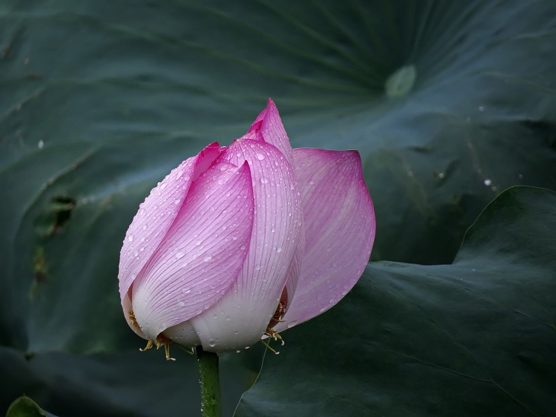 雨后荷花图片(11张)