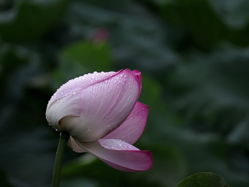 雨后荷花图片(11张)