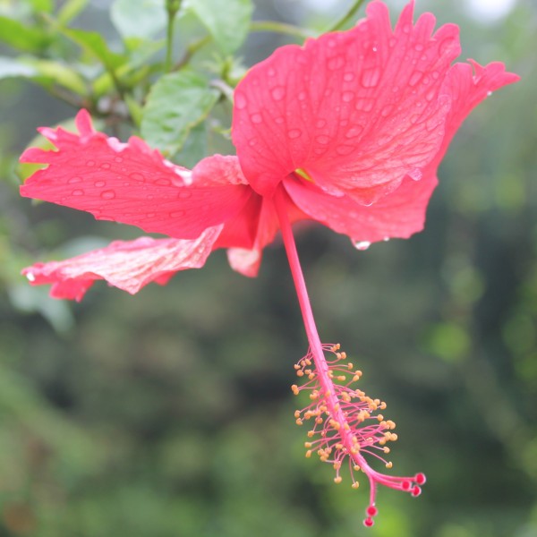 雨后朱瑾花图片(10张)