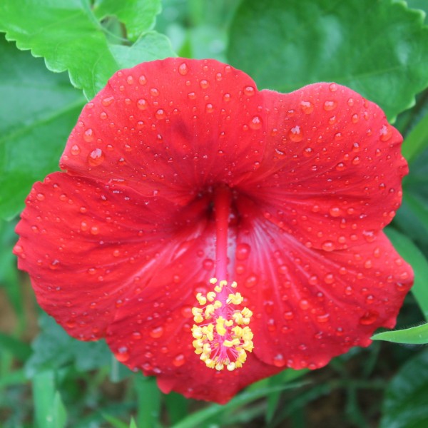 雨后朱瑾花图片(10张)