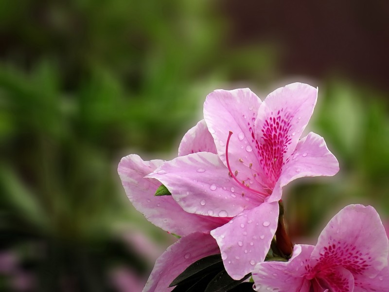 雨后的粉花杜鹃图片(10张)