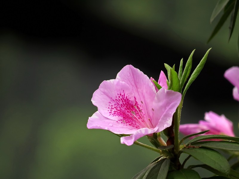 雨后的粉花杜鹃图片(10张)