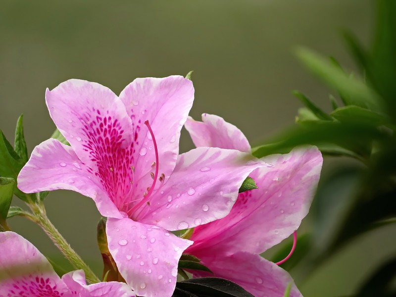 雨后的粉花杜鹃图片(10张)