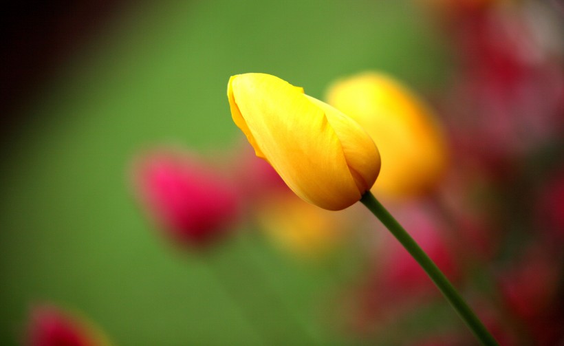 郁金香花卉图片(9张)