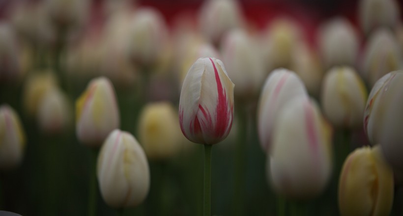 郁金香花卉图片(9张)