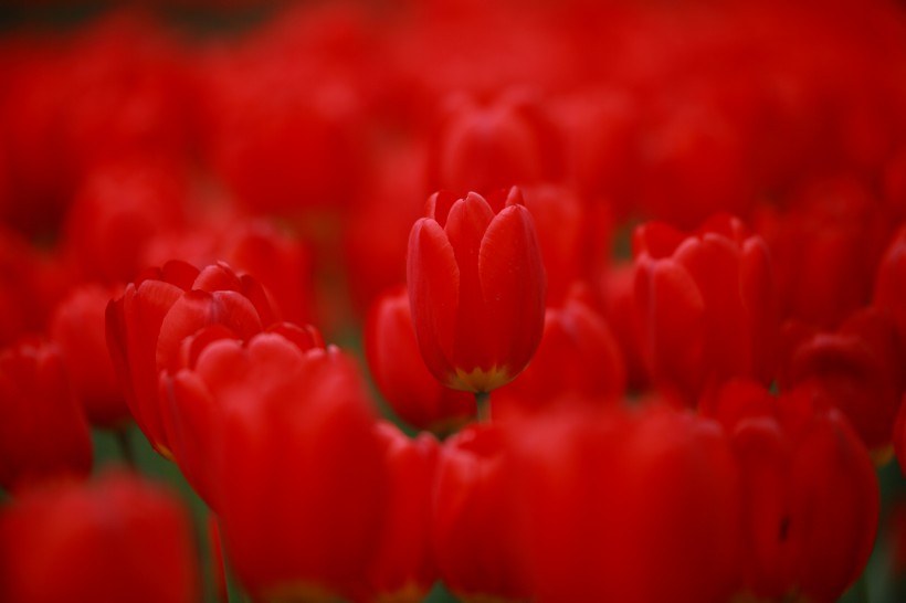 郁金香花卉图片(9张)