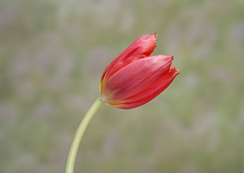 郁金香花束图片(8张)