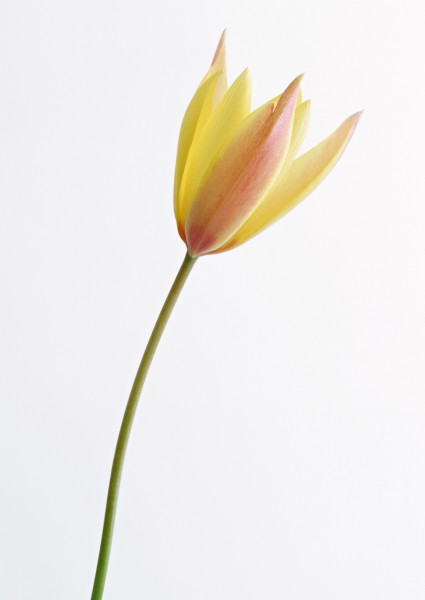 郁金香花枝图片(12张)