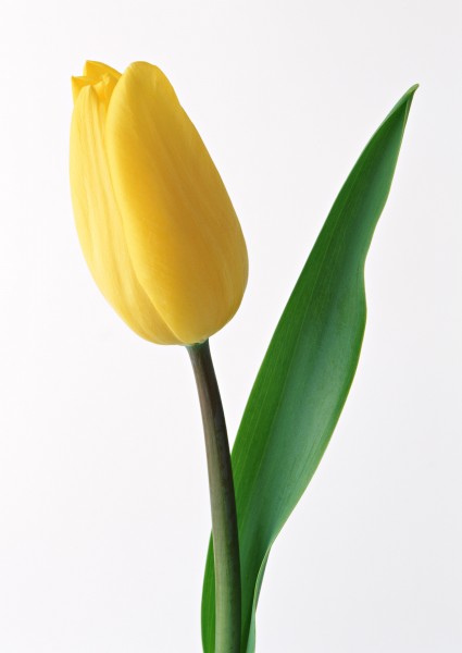 郁金香花枝图片(12张)