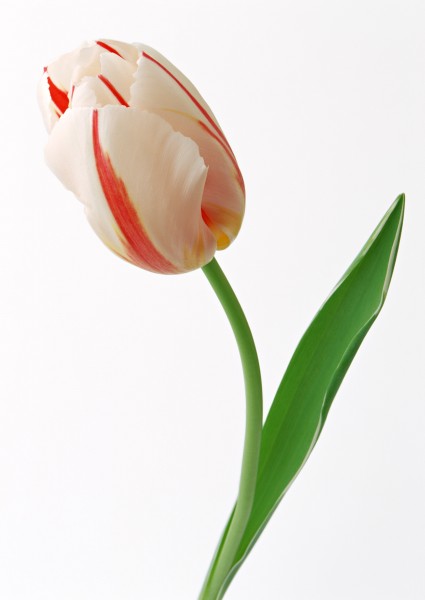 郁金香花枝图片(12张)