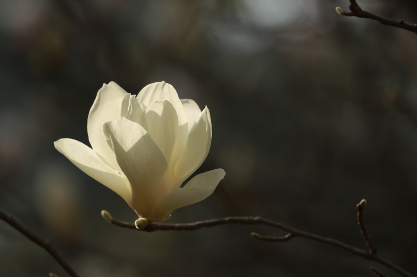 白色玉兰花图片(7张)