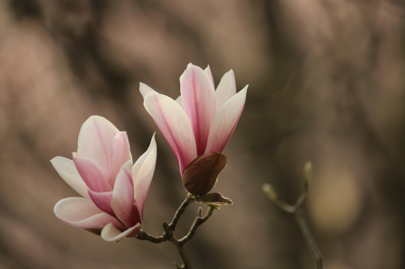 玉兰花图片(7张)