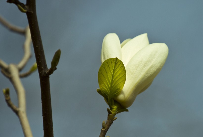 白色玉兰花图片(10张)