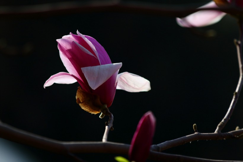粉色玉兰花图片(9张)