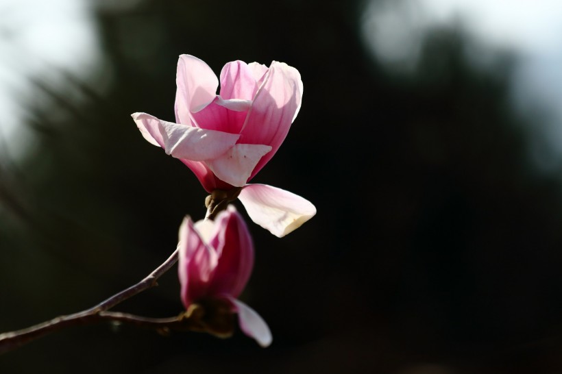 粉色玉兰花图片(9张)