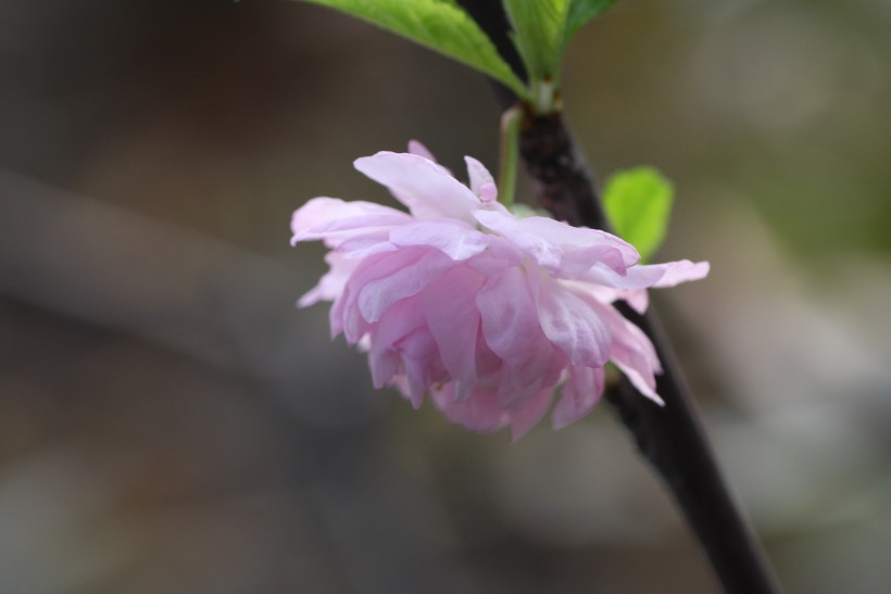 粉色郁李花图片   (30张)