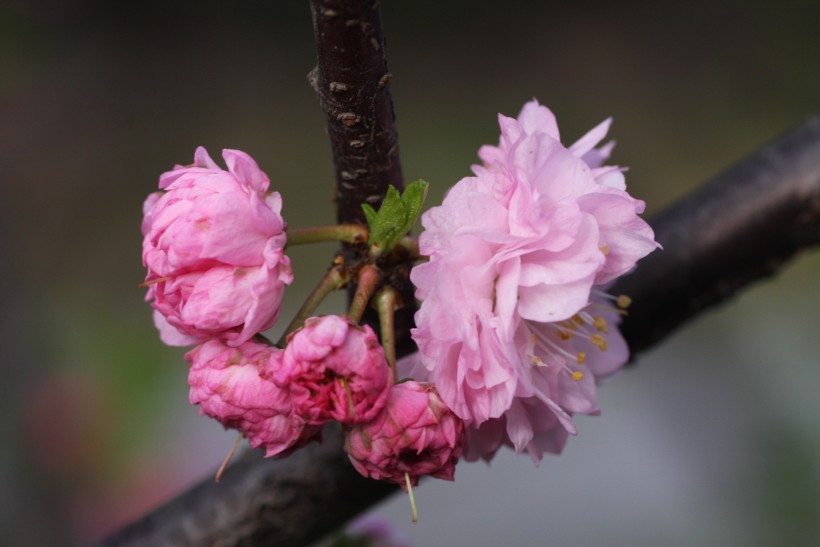 粉色郁李花图片   (30张)