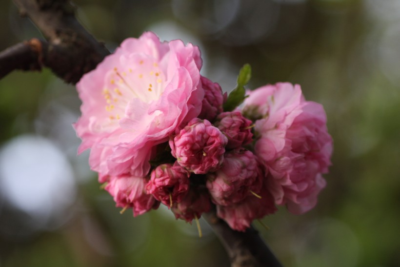 粉色郁李花图片   (30张)