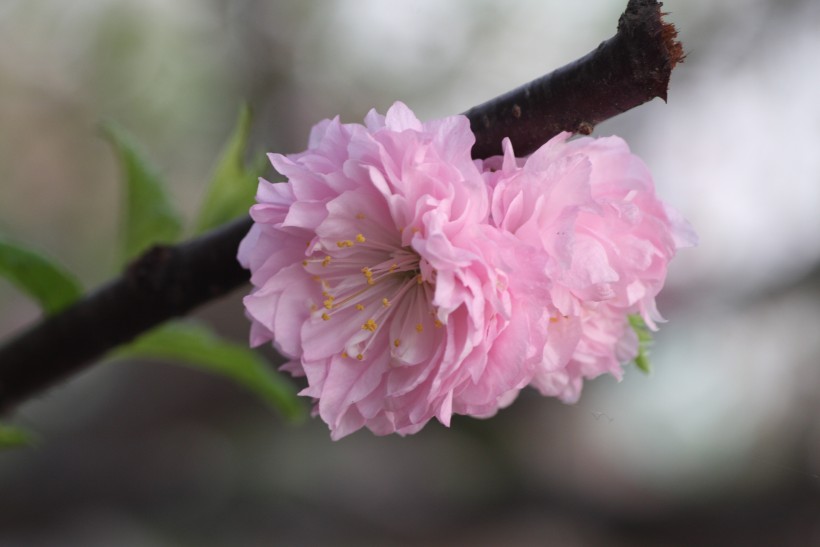 粉色郁李花图片   (30张)