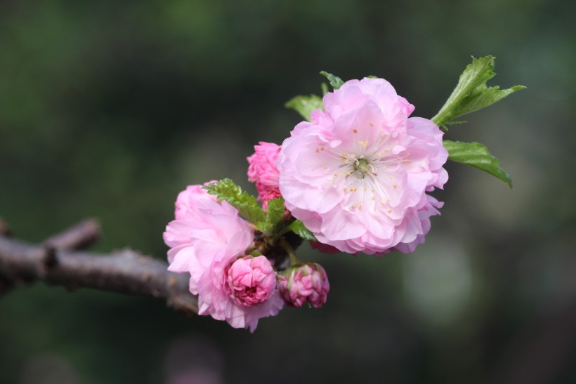 粉色郁李花图片   (30张)