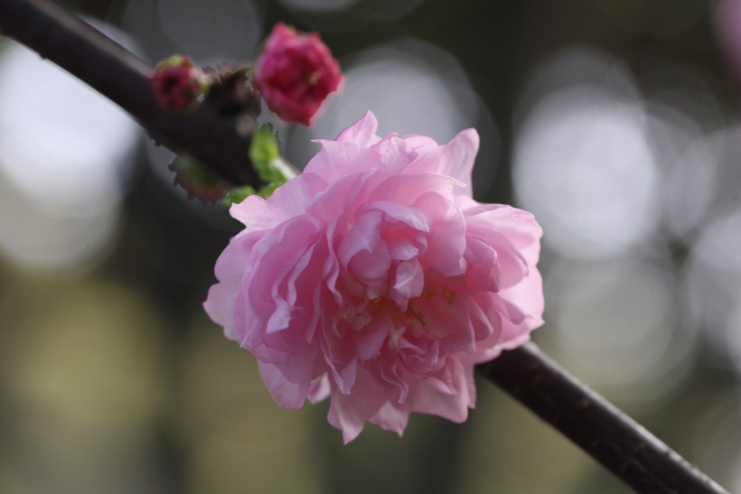 粉色郁李花图片   (30张)