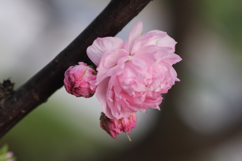 粉色郁李花图片   (30张)