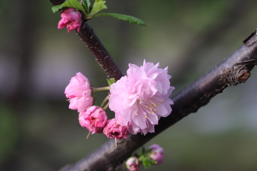 粉色郁李花图片   (30张)