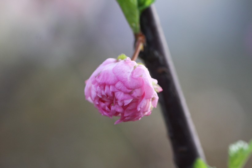 粉色郁李花图片   (30张)