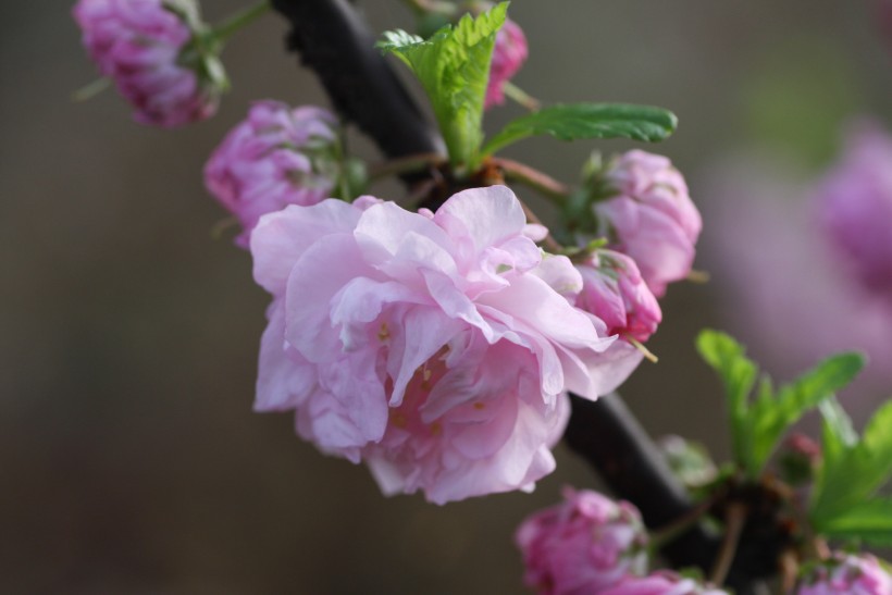 粉色郁李花图片   (30张)