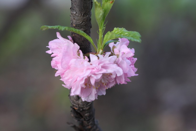 粉色郁李花图片   (30张)