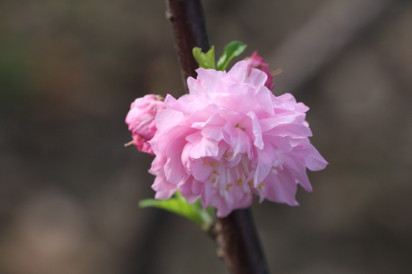 粉色郁李花图片   (30张)