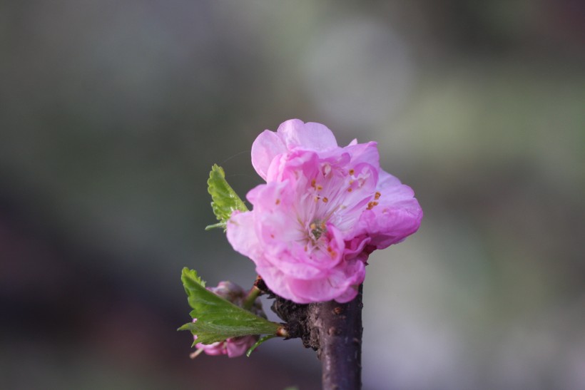 粉色郁李花图片   (30张)