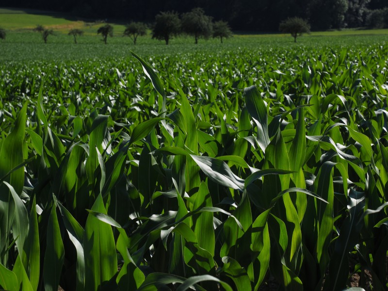 绿色的玉米农作物图片(12张)