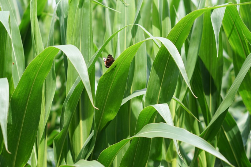 绿色的玉米农作物图片(12张)