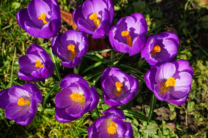 紫色的藏红花图片(15张)