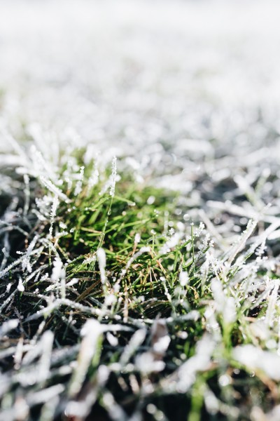 早霜覆盖草地的图片(10张)