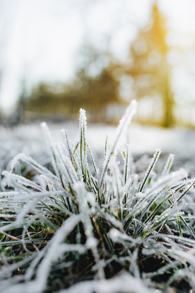 早霜覆盖草地的图片(10张)