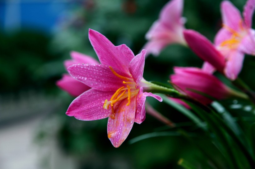 韭兰花图片(6张)