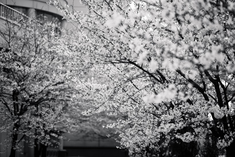 美丽绽放的樱花图片(10张)